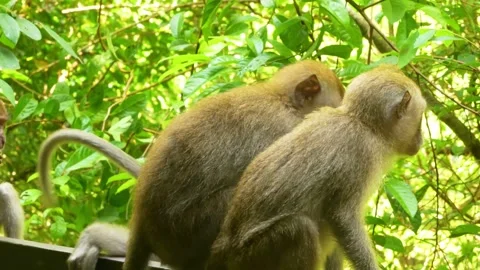 Close up of wild macaque monkeys in the jungle Stock Footage 338372625
