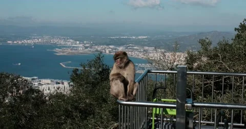 Close up of a wild macaque or Gibraltar monkey Stock Footage 142512495