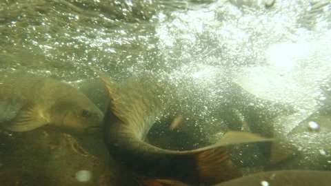 Close-Up of Wild Mahseer in Mountain Stream, Slightly Murky Water Stock Footage 310159867