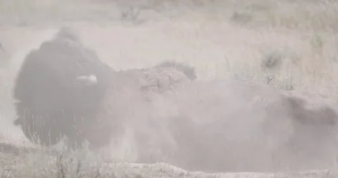 Close-up of wild male bison wallowing in the dirt Stock Footage 332436766