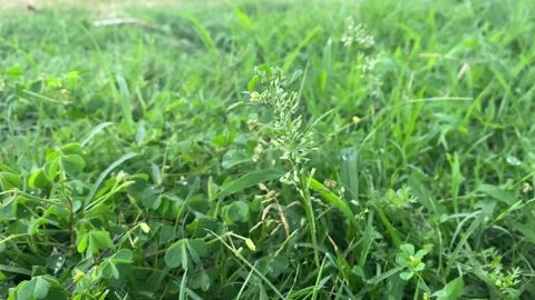 Close Up of Wild Meadow Grass and Clover in Soft Morning Light Stock Footage 339877244