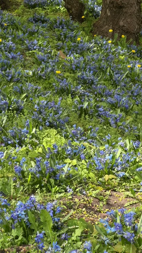 Close-up wild meadow with vibrant blue flowers and lush green grass Stock Footage 305592314