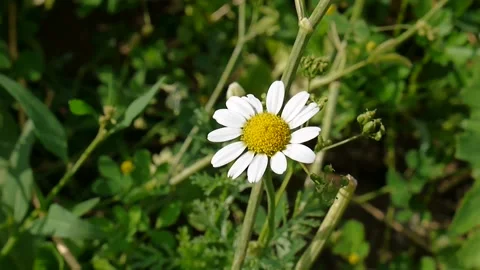 Close-up wild medicinal chamomile flower 스톡 동영상 137066045
