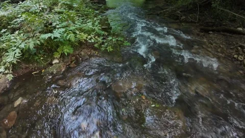 Close up of a wild mountain stream flowing over stones in a forest Stock Footage 341839193