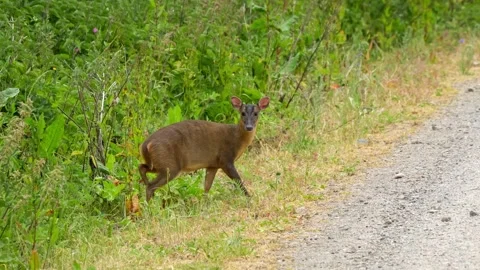 Close up of a wild Muntjac deer Stock Footage 246855885