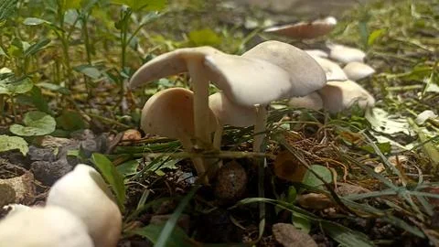 Close Up of Wild Mushroom in Forest Foto stock