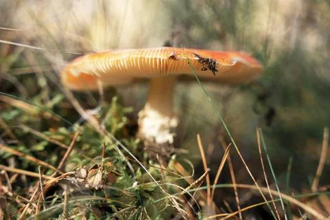 Close-up of a wild mushroom with a red cap growing in the grass Foto stock