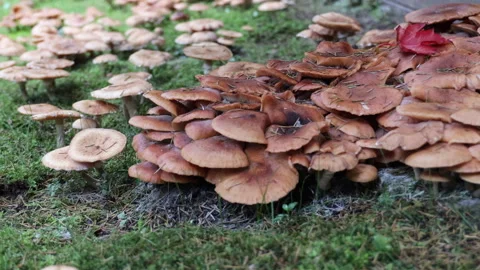 Close-up of wild mushrooms covered with pine needles and autumn foliage. Seasona Stock Footage 317809812