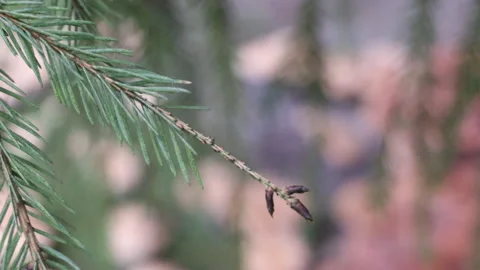 Close-up of wild mushrooms covered with pine needles and autumn foliage. Seasona Stock Footage 317810449