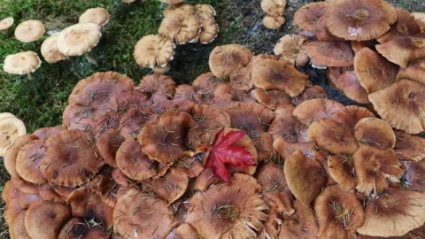 Close-up of wild mushrooms covered with pine needles and autumn foliage. Seasona Stock Footage 317810469