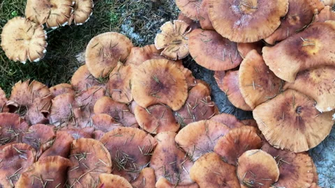 Close-up of wild mushrooms covered with pine needles and autumn foliage. Seasona Stock Footage 317969900
