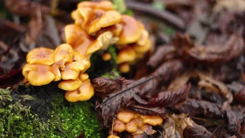 Close Up Wild Mushrooms Stock Footage 84949971