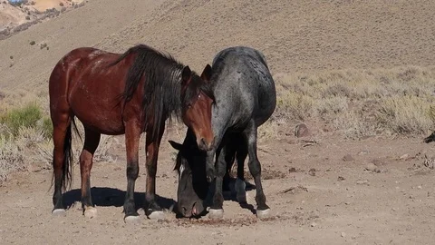 Close Wild Mustangs Standing in Nevada Desert Eating Stock Footage 95873469