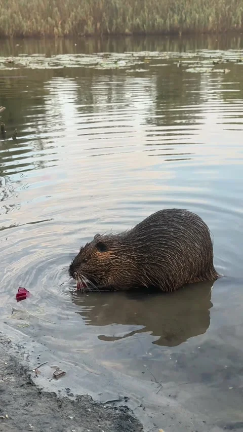 Close up of a wild nutria using its paws to grab and eat food by the riverban Stock Footage 347673085