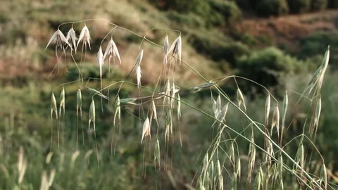 Close up of wild oats. Stock Footage 98402485