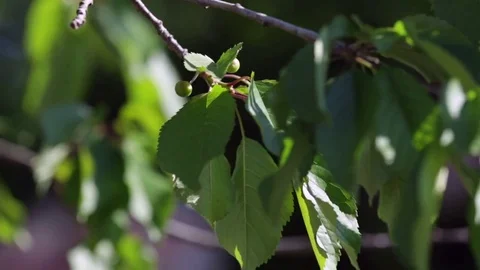 Close-up of wild or sweet cherry slow-motions Stock Footage 76209640