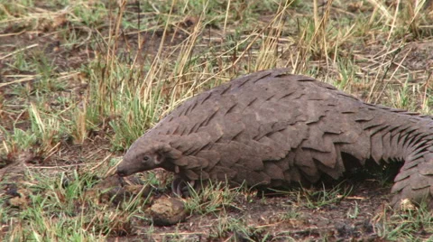 Close-Up of a Wild Pangolin Showing Its Scales and Face Stock Footage 57973391