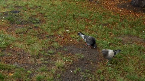 Close-up wild pigeons are looking for food in an autumn park or forest, picking Stock Footage 164555673
