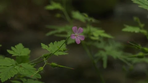 Close-Up of a Wild Pink Forest Flower on Dark Green Background Stock Footage 311201673