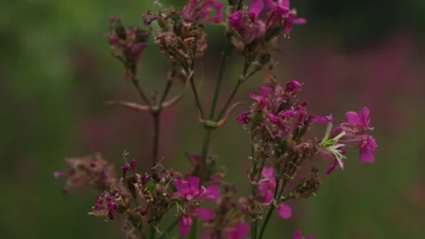 Close-Up of a Wild Pink Forest Flower on Dark Green Background Stock Footage 311201726
