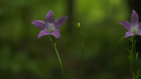 Close-Up of a Wild Pink Forest Flower on Dark Green Background Stock Footage 311201770