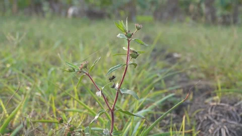 Close up of Wild Plant Vidéo 333901971