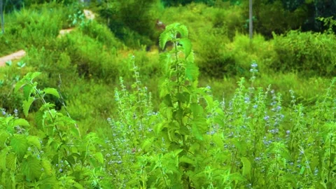 Close-up of wild plant  gently swaying in the forest wind, capturing the natural Stock Footage 321861889