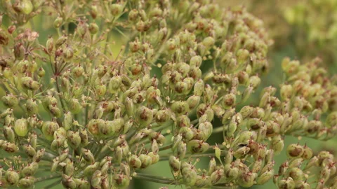 Close up of wild plant seed head in nature Stock Footage 341865653