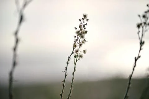 Close-up of wild plant stems with small seed heads against blurred background Stock Photos