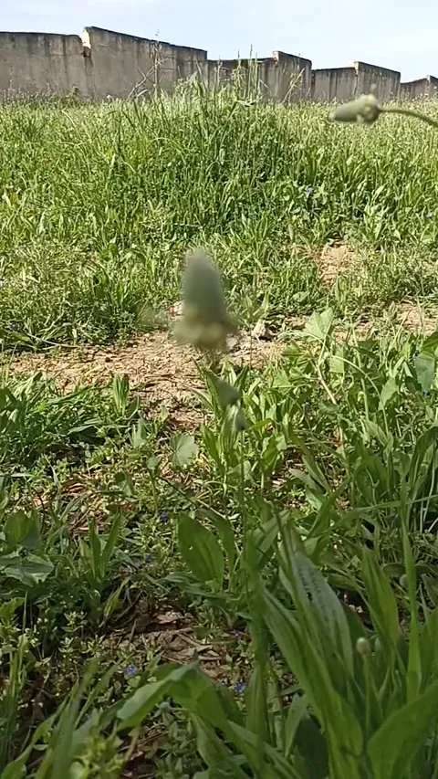 Close-up of Wild Plantain Grass and Green Weeds in a Sunny Field Stock Footage 333207755