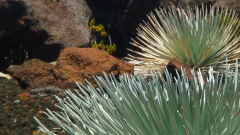Close-up: Wild Plants and Red Rocks 動画素材 92402397