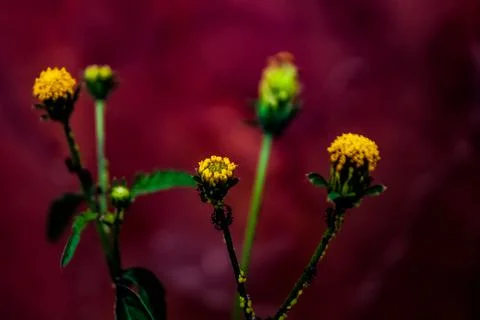 Close-up of wild plants Stock Photos