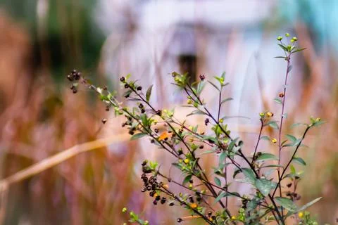 Close up wild plants Stock Photos
