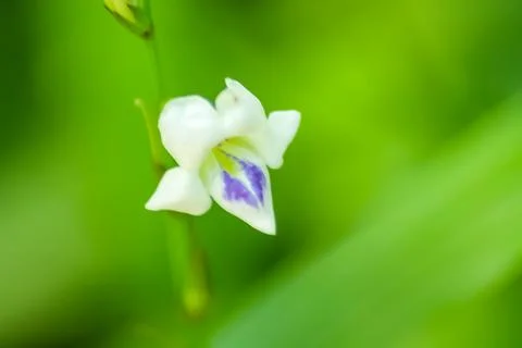 Close-up of wild plants Stock Photos