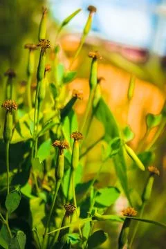 Close-up of wild plants Stock Photos