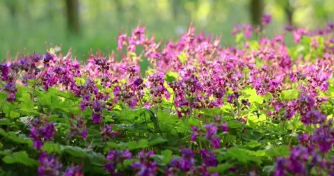 Close-up of wild purple geranium found in a typical Italian country garden Stock Footage 250508983