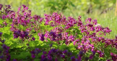 Close-up of wild purple geranium found in a typical Italian country garden. Stock Footage 266500461