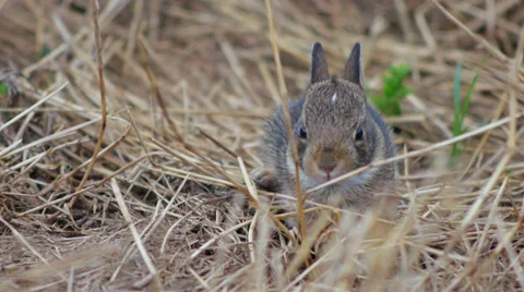 Close up wild rabbit camouflaged in dry grass Stock Footage 39883976