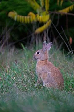 Close-up of a wild rabbit in a natural background Stock Photos