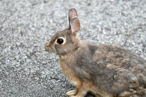 Close up on wild rabbit on the road Stock-Fotos