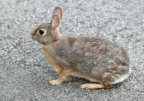 Close up on wild rabbit on the road Stock Photos