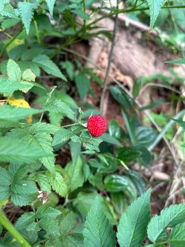 Close-up of wild raspberry in the forest Stock Photos