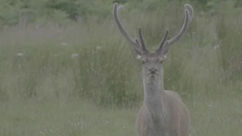 Close up Wild Red Deer Stag Staring at Camera Jura Island GH5 Raw Stock Footage 331308124