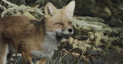 Close up of a wild red fox searching for food in the wild Stock Footage 114667318