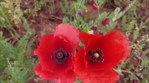 Close-up of Wild Red Poppies Blooming Video stock 333207705