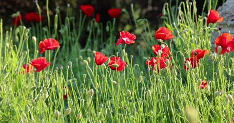 Close-up of wild red poppies found in a typical Italian country garden Stock Footage 260877856