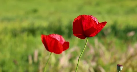 Close-up of wild red poppies found in a typical Italian country garden. Stock Footage 266995887