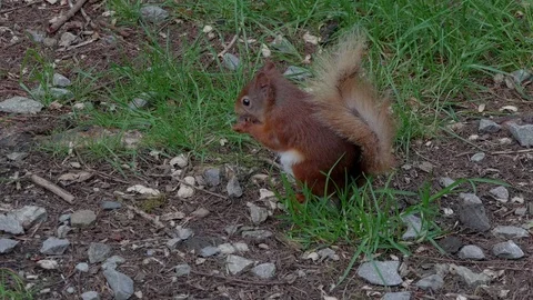 Close up of wild red squirrel eating a nut Video stock 114558752