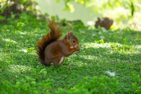 Close-up of a wild red squirrel eating on green grass in a park 库存照片