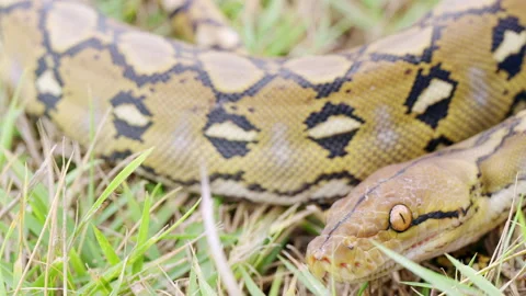 Close-up of wild reticulated python, malayopython reticulatus Stock Footage 306719269